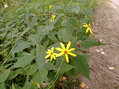 Helianthus decapetalus