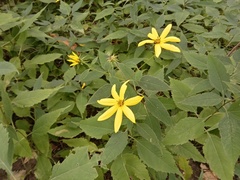 Helianthus decapetalus
