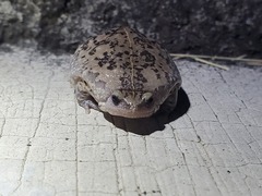 Hypopachus variolosus