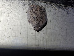 Hypopachus variolosus