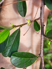 Erythroxylum urbanii