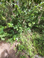 Erythroxylum urbanii