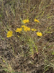 Chrysopsis lanuginosa