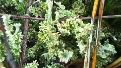 Cladonia phyllophora