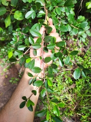 Erythroxylum urbanii