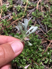 Antennaria marginata