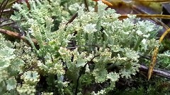 Cladonia phyllophora