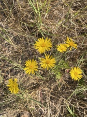 Chrysopsis lanuginosa