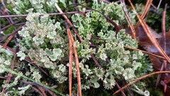 Cladonia phyllophora