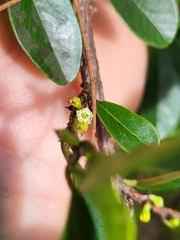 Erythroxylum urbanii