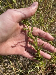 Chrysopsis lanuginosa
