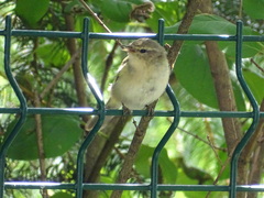 Phylloscopus collybita