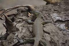 Varanus niloticus