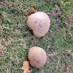 Calvatia