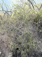 Varronia curassavica