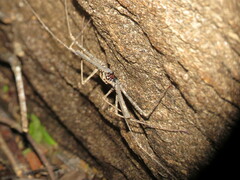 Amblypygi