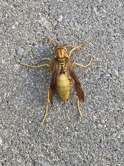 Polistes flavus