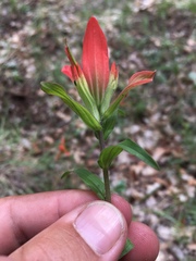 Castilleja nelsonii