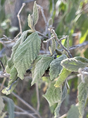 Varronia curassavica