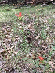 Castilleja nelsonii