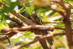 Acanthacris ruficornis