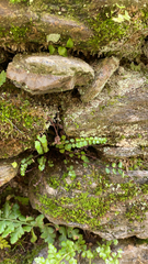 Asplenium trichomanes
