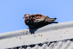 Columba guinea