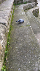 Columba livia domestica