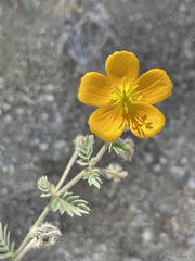 Kallstroemia peninsularis