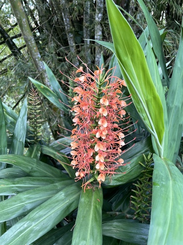 Hedychium coccineum (Hedychium coccineum)