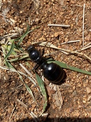 Carebara