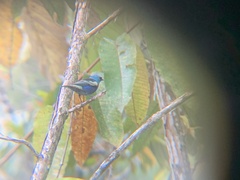 Stilpnia cyanicollis