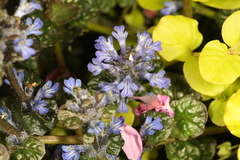 Ajuga reptans
