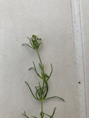 Spergula