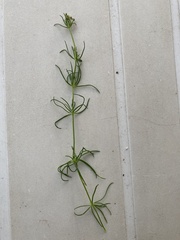 Spergula