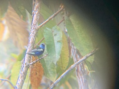 Stilpnia cyanicollis