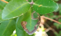 Phytomyza vomitoriae