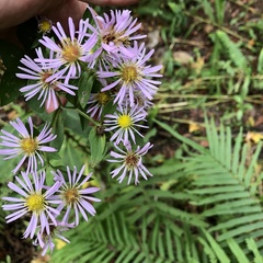 Symphyotrichum elliottii