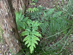 Pteris carsei