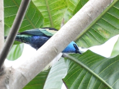 Stilpnia cyanicollis