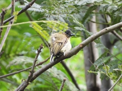 Picumnus olivaceus