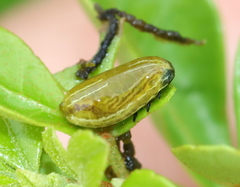 Calotheca