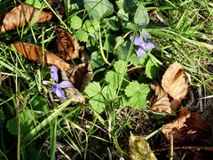 Viola riviniana