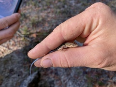 Aspidoscelis sexlineatus