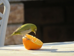 Zosterops virens capensis