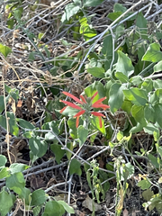 Justicia californica