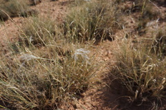 Stipagrostis ciliata