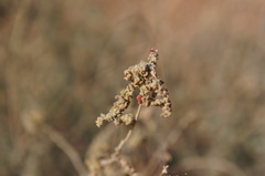 Atriplex halimus