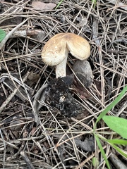 Leucopaxillus gentianeus
