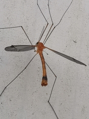 Tipulomorpha